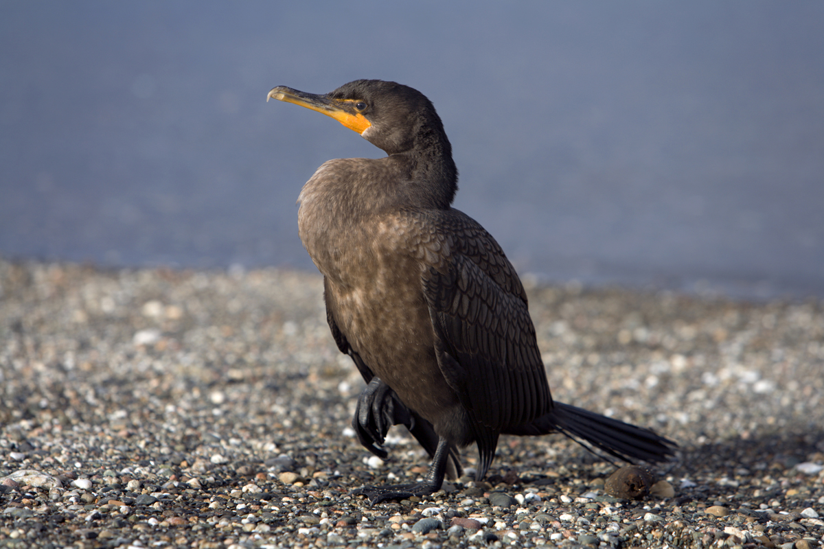 cormorant cormoran Gaspésie Québec Canada